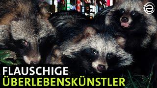 Marderhunde – Vom Amur bis zur Elbe | Erlebnis Erde