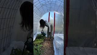 Crucial Keys To Growing My Own Food In A Greenhouse This Winter #gardeningvideos #growyourownfood