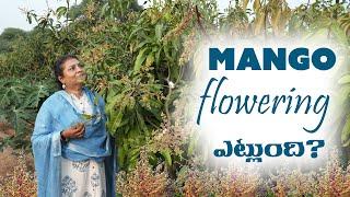 Mango Flowering ఎట్లుంది ? | #mango #vlog #plants #nature | KG Nursery Aziznagar | 9281113563