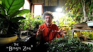 My Tropical Bonsai Updates, The Bonsai Zone, March 2022