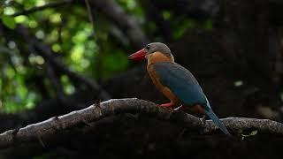 เสียงนกกระเต็นใหญ่ธรรมดา Stork-billed Kingfisher call