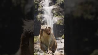 4K Nature. #monkey #waterfall #shorts