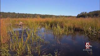 Restoring a cranberry bog to a wetlands habitat