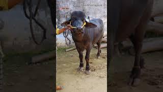 vaibhav rajpura shorts  ek से एक jhote  Like  share subscribe