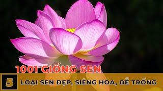 Top 5 loại sen đẹp, dễ trồng, siêng hoa, ít sâu bệnh | 5 types of beautiful lotus