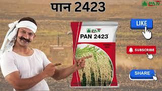 Top hybrid paddy seeds Pan 2423 // Dhan ki top variety // Pan 2423- DHAN //Pan paddy Seeds