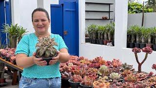 Carroça de Suculentas e Como Manter Sua Estufa Fresquinha