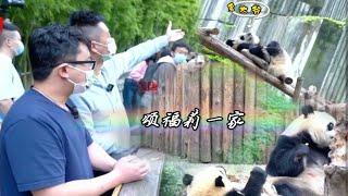 【大熊猫福多多】奶爸手把手教认“颂福莉一家”，福多多，雅颂性格大曝光