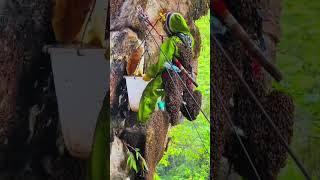 Amazing natural beehive in the green mountain Beehive #bee #lovebirds #food #beehive #honey