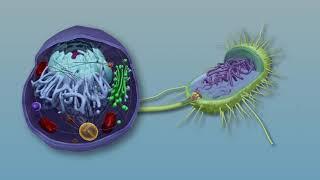 Visible Biology Bites | Prokaryotic vs. Eukaryotic Cells