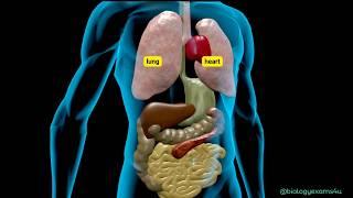 Learn Human Body Internal Organs Animation|| No music #education