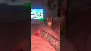 #funny #catlov #catcare #funnyshorts #cat #mustlovecats #pets #catslover #catlove