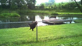 Snapping Turtle Climbs Fence!