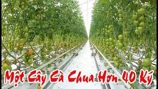 Một Cây Cà Chua Trong Nhà Kính Hơn 40 Ký | LeLanHue PL