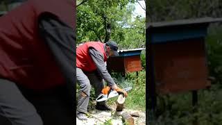 Долговечная эксплуатация бензопилы зависит от этого! #shorts