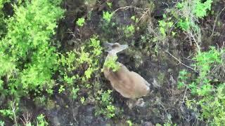 Deer in the preserve on infrared drone 5-13-23 ￼