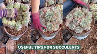 Succulent Care Made EASY in Just 5 Minutes a Day!