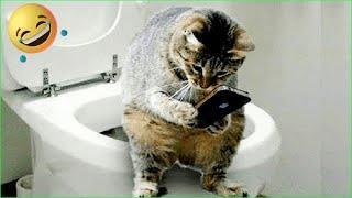 The Cat Plays With The Phone in The Toilet !!! l Funniest Cat Videos l Pets SGlobal