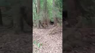Kleiner Hund vs große Kuhherde