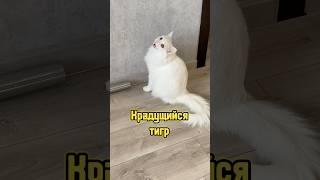 Крадущийся тигр  #питомцы #кот #собака #кошка #щенок