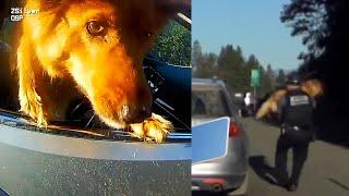 Dog Leaps Out of Car Window to Escape Traffic Stop