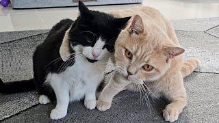 Young Cat Gives Senior Cat Some Tough Love