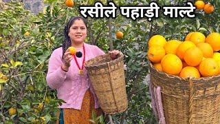 रसीले फलों से भरे हैं हमारे आँगन के पेड़ || Pahadi Lifestyle Vlog || Priyanka Yogi Tiwari ||