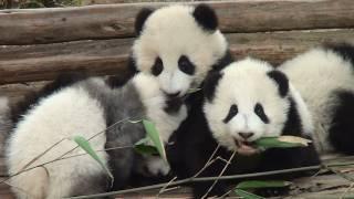 Panda Babies Chengdu Panda Base  赤ちゃんパンダ 成都パンダ繁育基地
