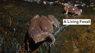 A Living Fossil: The Purple Frog’s Brief Life Above Ground