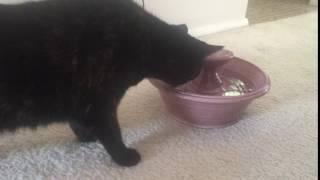 Allegra enjoys a drink from her Wet Whiskers Fountain