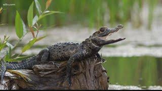 The difference between alligators and caimans