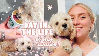 A DAY IN THE LIFE of my cavapoo!  meals, walks & our routine