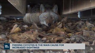 Increased Coyote sightings in the GTA