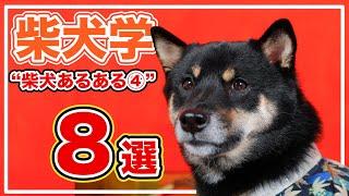 なお一層柴犬のことが超わかる「柴犬あるある」８選 - 柴犬の可愛い特徴・特性・性格まとめ【柴犬学】