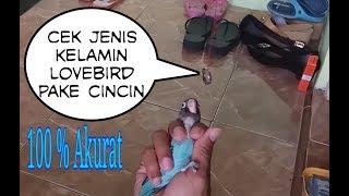 Cek Jenis Kelamin Lovebird Pake Cincin