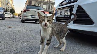 Poor Hungry Cat is so Skinny he has a hard time Meowing.