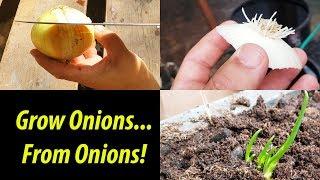 How To Grow An Onion From An Onion Bottom! (2019)