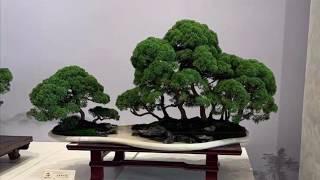 Bonsai & Penjing International Competition Beijing China 2019 Part 1