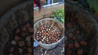 Planting tulips in a container #gardenerlife #backyardgarden #tulips