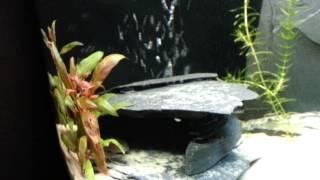 fennstones.co.uk airstone roof natural stone cave in aquarium