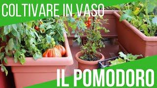 ORTO SUL BALCONE: COLTIVARE POMODORI IN VASO | ORTO E GIARDINAGGIO | ORTO E GIARDINAGGIO