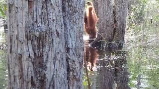 Orangutan wading through swamp (credit Orangutan Foundation)