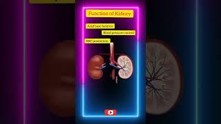 Functions of Kidney   In Animation ll  Short Videos ll