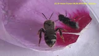 Пчелы Карлики. Осы Карлицы. Кто Это Такие? #savebees #entomology