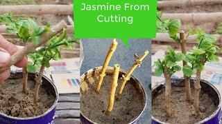 Wow This is The Fastest Way To Grow Jasmine From Cutting