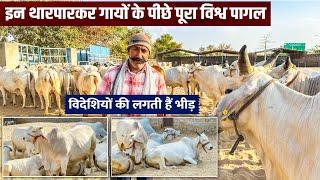 Full Video  Tharparkar cow Breeding Center Jodhpur  || Best dairy farm in India ||