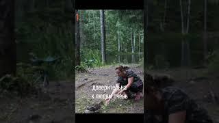 Женщина приручила дикую утку в Карелии #shorts