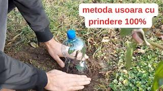 Înmulțirea Trandafirilor cu Butași Sub PET: Metoda Simplă și Eficientă