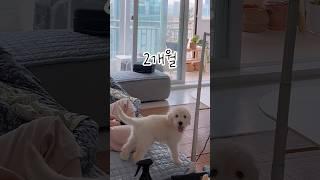 3개월만에 3배 된 강아지  #골든두들 #놀라운강아지성장속도