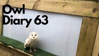 Owl Diary 63 Barn owls are keeping us busy!